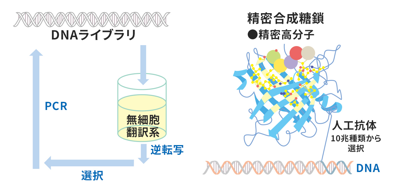計画研究 C03　精密高分子に結合する人工抗体の創製