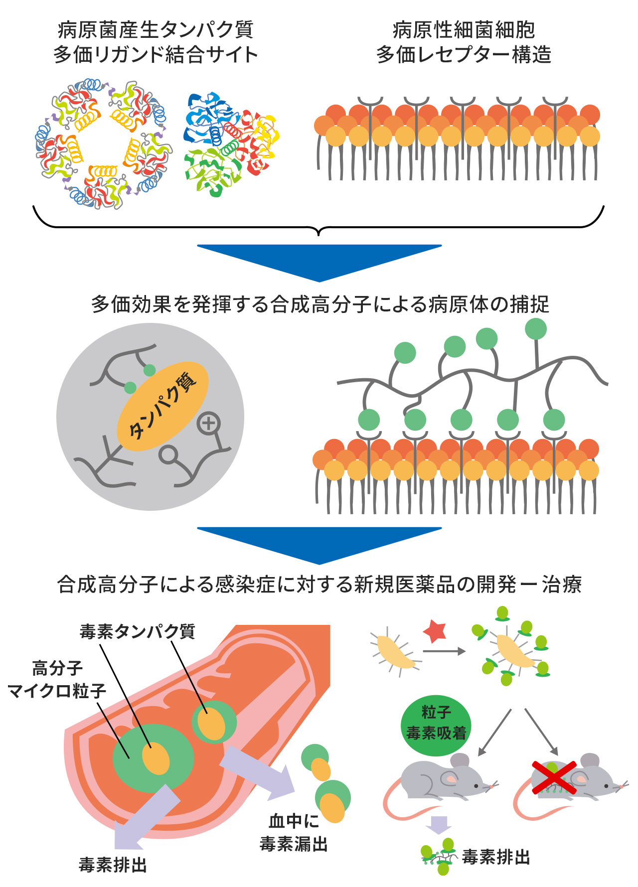 計画研究 D03　多価効果を基礎とした高分子マイクロ微粒子による感染症の防除