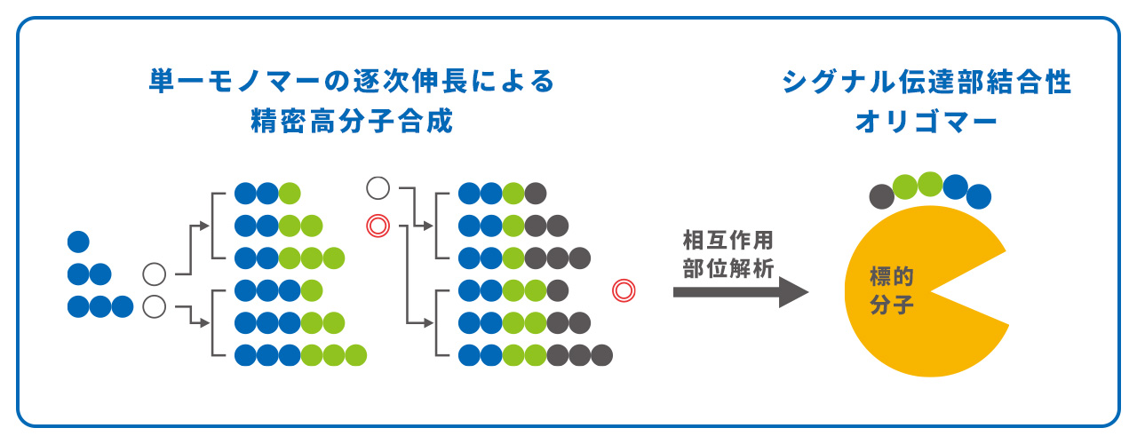 分子構造図3