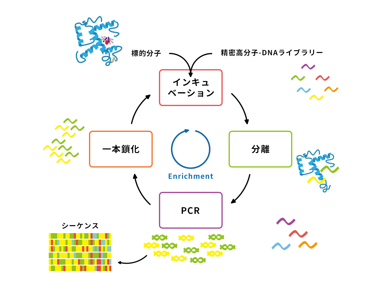 分子構造図6