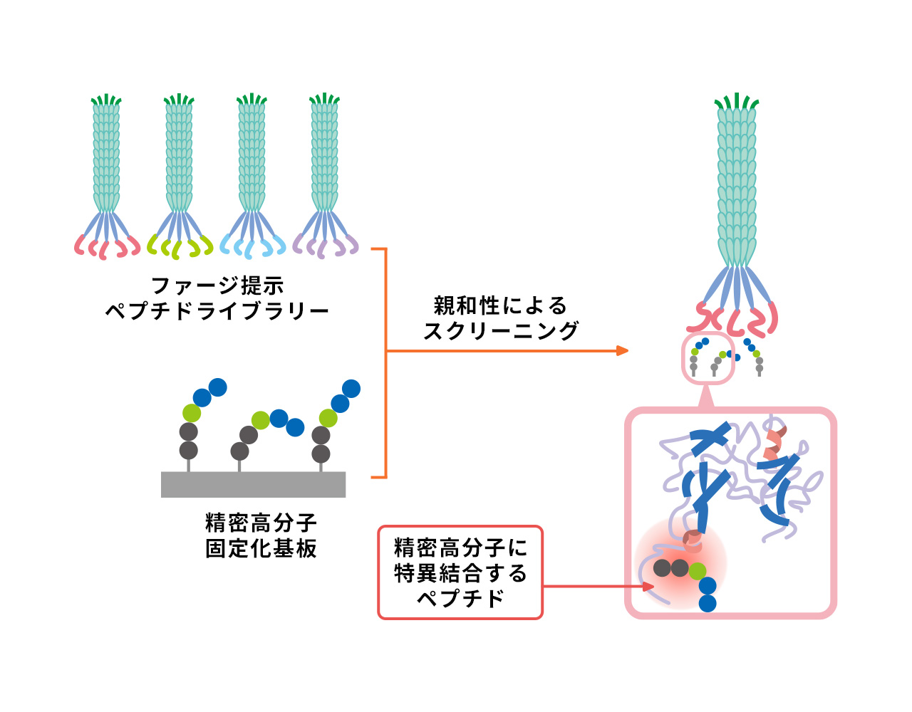 分子構造図7